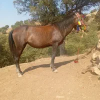 مادیون گمشده