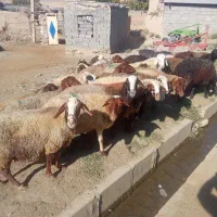 میش داشتی ابستن