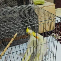 عروس هلندی|پرنده|بندرعباس, |دیوار