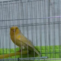 قناری نر بخون