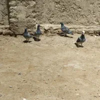 دو جفت نرماده