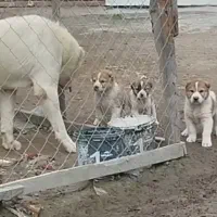 سگ توله الابای روسی ژرمن سرابی قدرجونی نگهبان