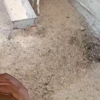 فروش بزغاله نر|حیوانات مزرعه|گمیشان, |دیوار