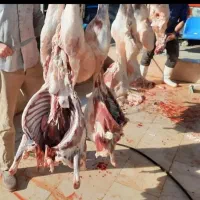 گوسفند زنده گوشت دار شکم خالی تهرانپارس. شهرری