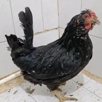 1عدد مرغ کوشین|حیوانات مزرعه|تهران, آهنگران (سراسیاب دولاب)|دیوار