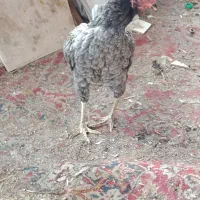 مرغ لاری طوس