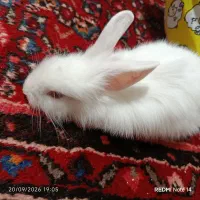 خرگوش چشم شرابی جرسی