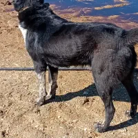 سگها|سگ|لالجین, |دیوار