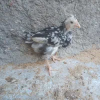 نیمچه جوجه فول ریش