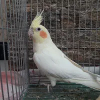 فروش عروس هلندی|پرنده|یاسوج, |دیوار