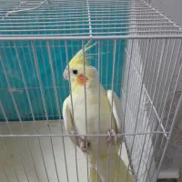 عروس هلندی لوتینوماده