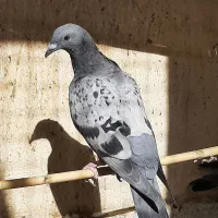 کبوتر پلاکی مسافت بلند نژاد جانسن|پرنده|قم, نیروگاه|دیوار