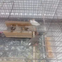 5عدد فنج|پرنده|گلستان (تهران), |دیوار