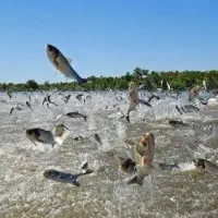 فروش زمین پرورش ماهی گرمابی ۲ هکتاری در شوشتر