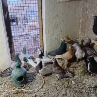 کفتر پرشی|پرنده|اسفرورین, |دیوار