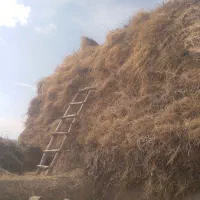 یونجه و علوف فروشی