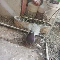 کفتر دم چتری انگلیسی