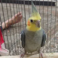 یک جفت عروس هلندی