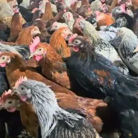 فروش مرغ و خروس محلی