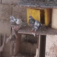کبوتر سالم