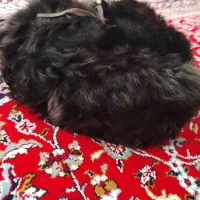 چراغ فدرال چهار تایی|لامپ و چراغ|اردبیل, |دیوار