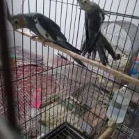 عروس هلندی نر|پرنده|شوش, |دیوار