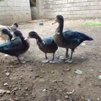 به‌علت‌نداشتن‌جا