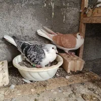 کبوتر