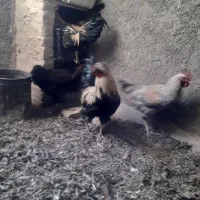 خروس محلی چهل تاج کاکلی فراسوی و...|حیوانات مزرعه|جوادآباد, |دیوار