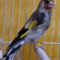 سهره نر جوانه مست 1800بشرط قناری مست