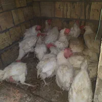 مرغ وخروس جهت قربانی رفع بلا