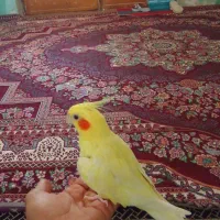 عروس هلندی سخنگو میگه یدونه پسردارم بوس بده ویکتور