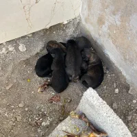 توله سگ ژرمن بلک اصل