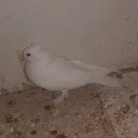جوجه کبوتر گم شده|پرنده|قم, شاه ابراهیم|دیوار