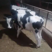 4 عدد گوساله هلشتاین اصل نر