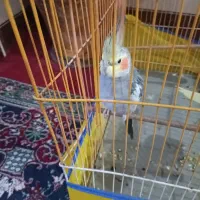 یک جفت عروس هلندی بالغ