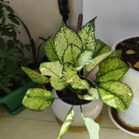 گل طبیعی|گل و گیاه طبیعی|فولادشهر, مسکن مهر فولادشهر|دیوار