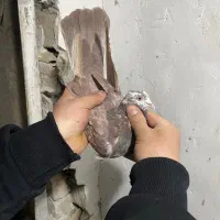 کفتر انگلیسی