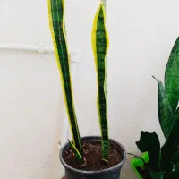 فروش گل های زیبای خانگی|گل و گیاه طبیعی|سرپل ذهاب, |دیوار