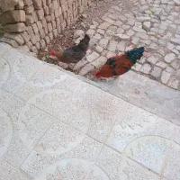 مرغ خروس