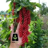 باغبانی هرس پیوند سمپاشی درختکاری چمن کاری