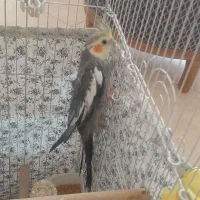 عروس هلندی|پرنده|کرج, شهرک شیخ سعدی|دیوار