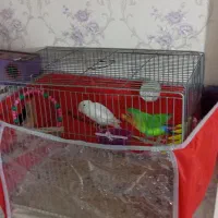 طوطی برزیلی|پرنده|سهند, |دیوار