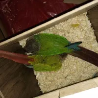 طوطی گرینچیک‌|پرنده|شیراز, درکی|دیوار