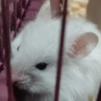 همستر نرو ماده|موش و خرگوش|رشت, پسیخان|دیوار