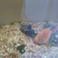 ماهی پرت و لجن خوار|ماهی|شاهرود, |دیوار