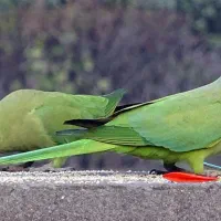 فروش یک جفت طوطی ملنگو|پرنده|یزد, |دیوار