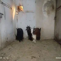 ۳راس بزغاله|حیوانات مزرعه|لنجان, |دیوار