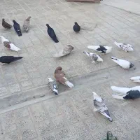 بیستا کفتر همه جوره هست دوکت سرور بلژیکی|پرنده|نهاوند, |دیوار