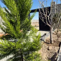 باغ و زمین کد۳۱۲|فروش زمین و ملک کلنگی|شهریار, رنگرز|دیوار